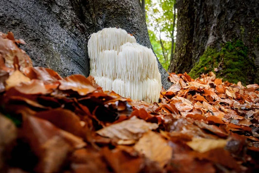 Lion’s Mane Magic Bundle